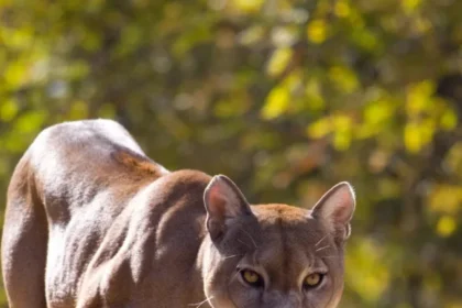 8.-Mountain-lions-attack-are-rare-scaled