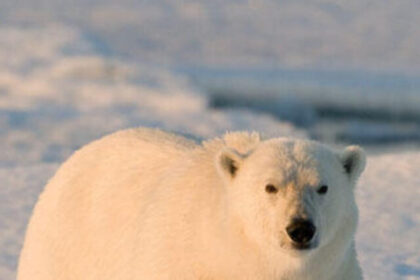 9f7llmzuj1_polar_bear_facts