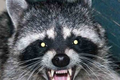 Aggressive-Raccoon-With-Possible-Rabies-Are-Raccoons-Dangerous