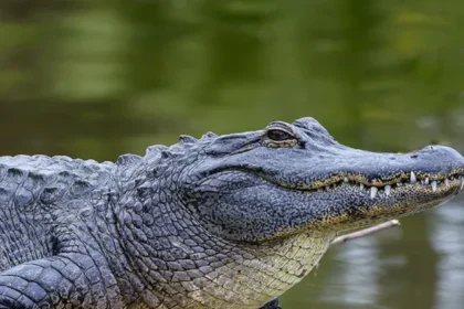 Alligator-Florida