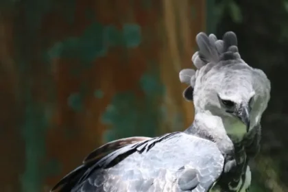 Harpy-eagle-scaled