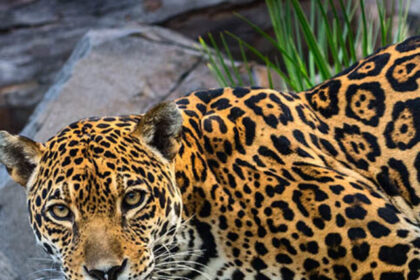 Jaguar-Female-JEP_6234-1-edited