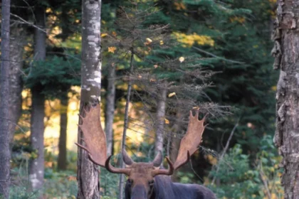 Moose-forest-New-Hampshire