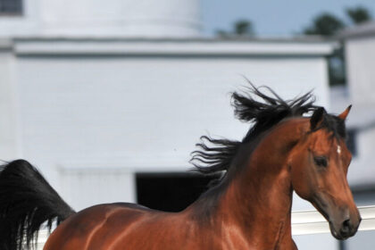 Morgan-Horse-Brown-trot