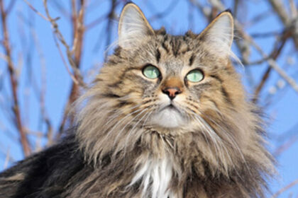 Norwegian-Forest-Cat850