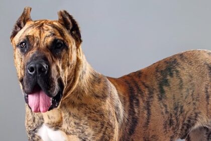 Perro_de_Presa_Canario