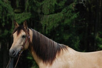 Quarter_Horse_Buckskin