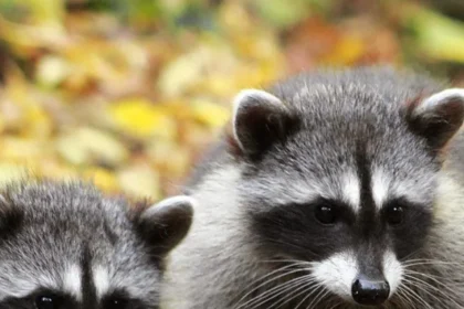 Raccoons