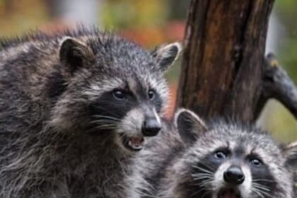 Raccoons-in-tree-1024x535