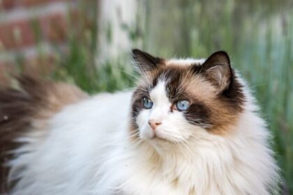 Ragdoll-Cat-standing-on-the-outside_Serita-Vossen_Shutterstock-scaled