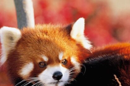 Red-Panda-wallpapersafari.com_