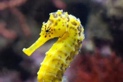 Seahorse