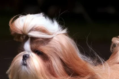 Shih-tzu-dog-with-long-coat