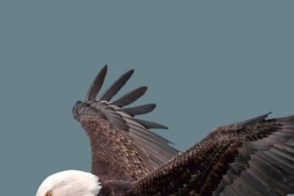 baldeagle-e1669575808750-1024x745