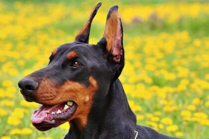 doberman-pinscher-guide