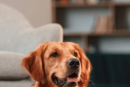 golden-retriever-dog-lying-on-the-floor_Standret_Shutterstock