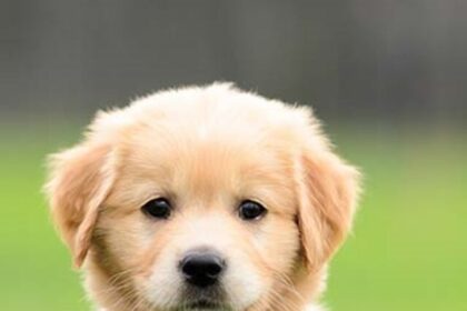 golden-retriever-gallery-2