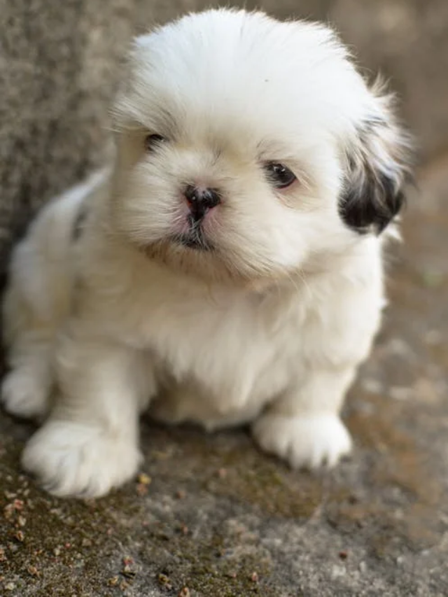 A Definitive Ranking of the Cutest Dog Breeds