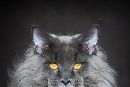 maine-coon-cat-photography-robert-sijka-64-57ad8f2c0277c__880