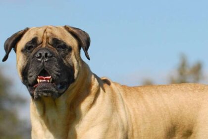 mastiff-standing-grass-279010634-2000-5f5294cf48c24351aa8a55748e29cb4b