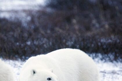 polar-bears-1665367_1920