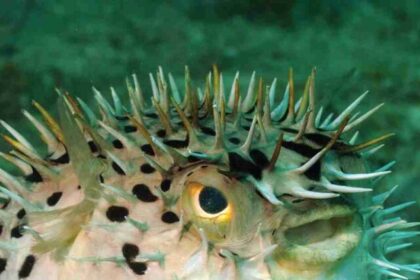 pufferfish