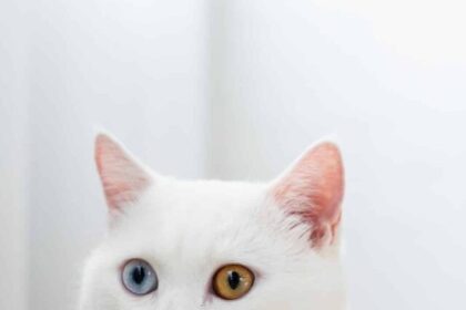 white-cat-min