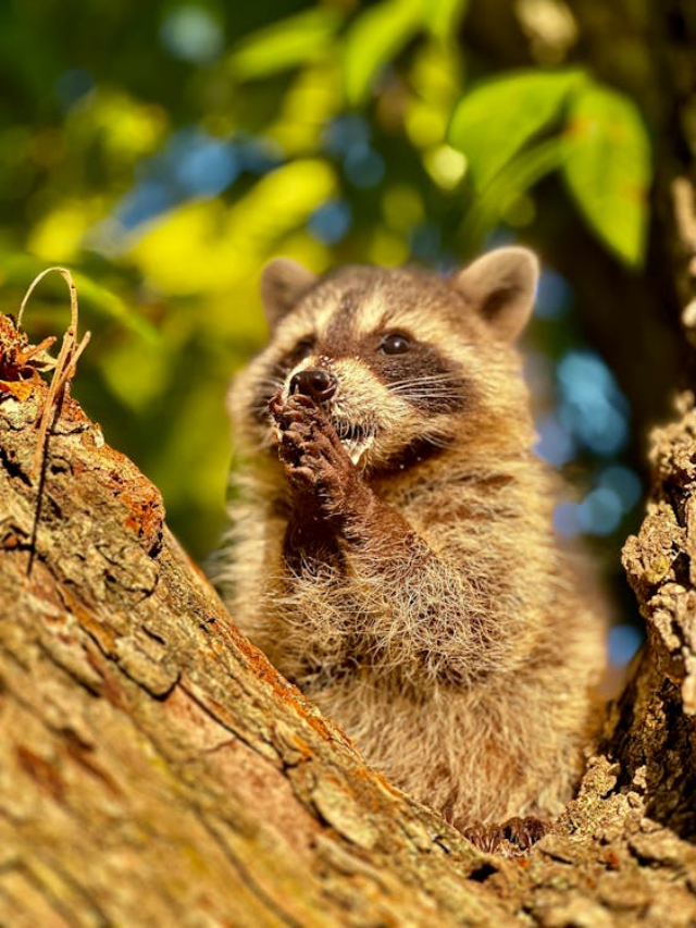 13 Facts about Raccoons